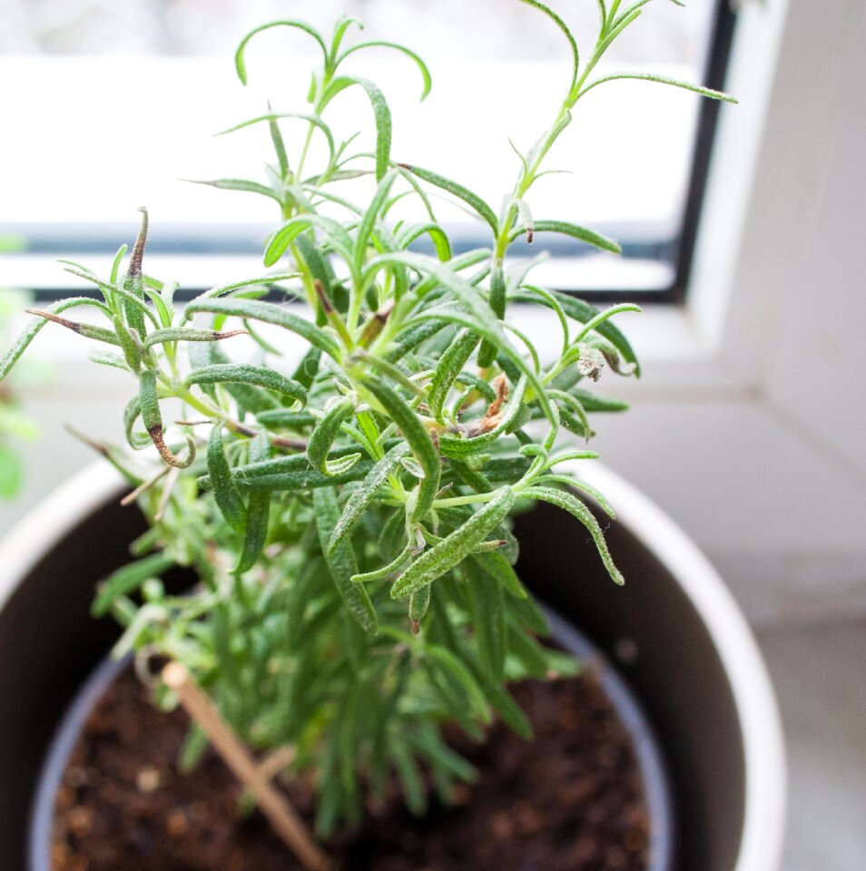 Cook spice rosemary