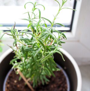 Cook spice rosemary photo