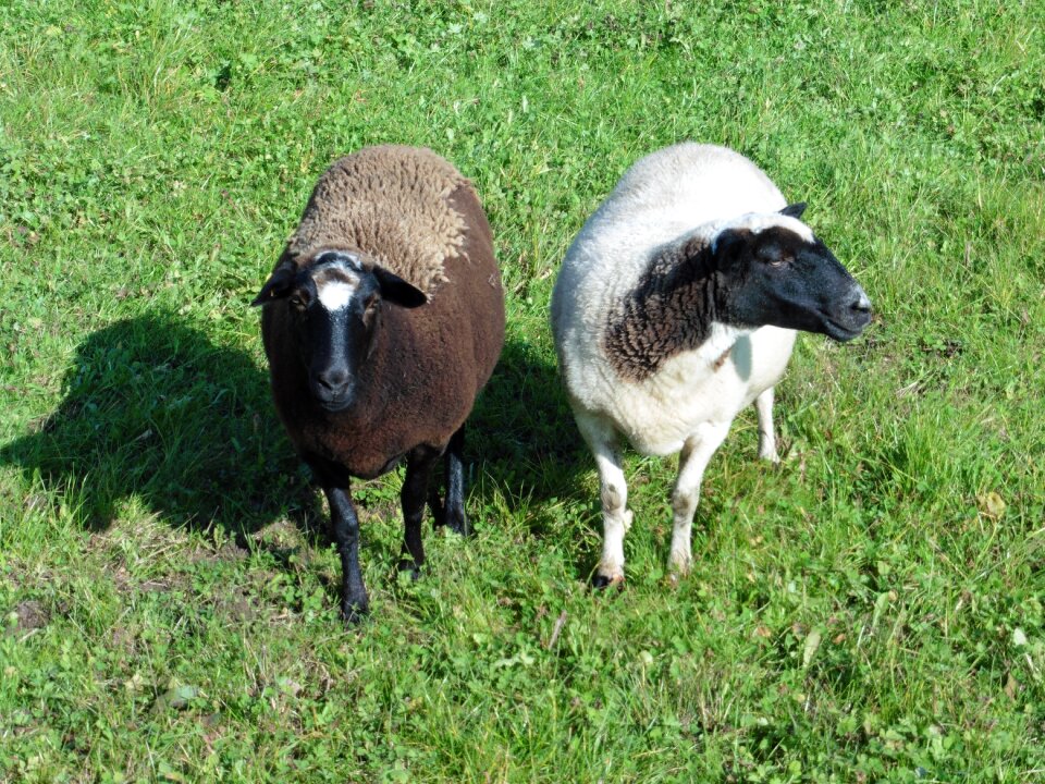 Meadow flock of sheep pasture