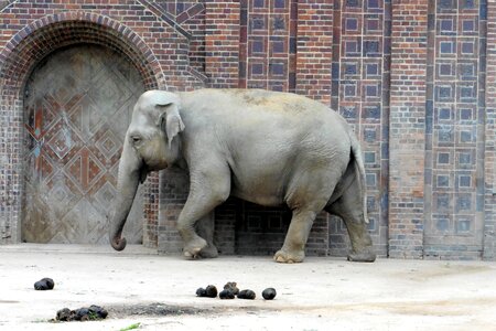 Pachyderm grey ruesseltier