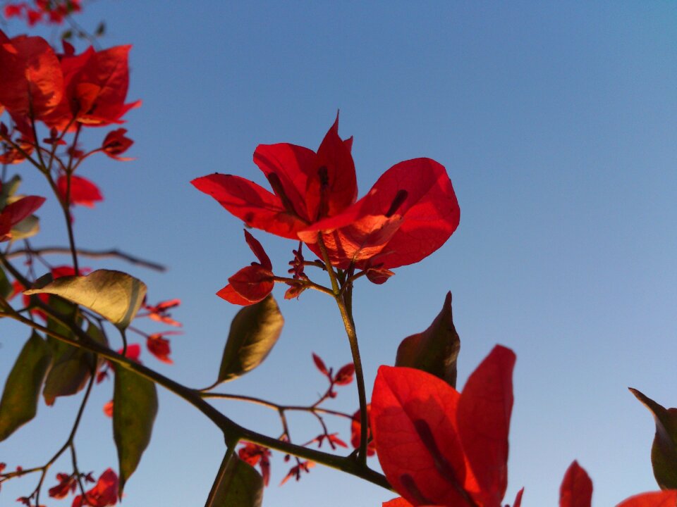 Season floral natural