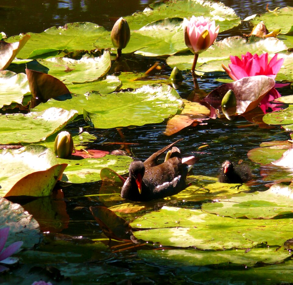 Pond monet garden nature