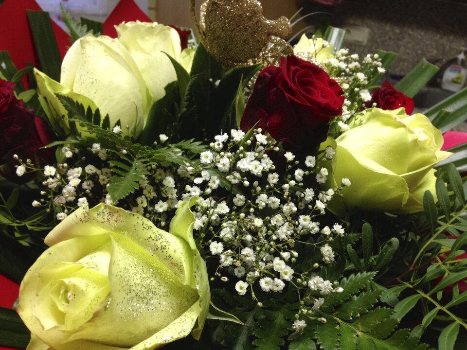 Roses weis plant