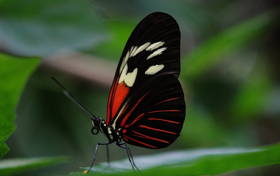 Animal black green