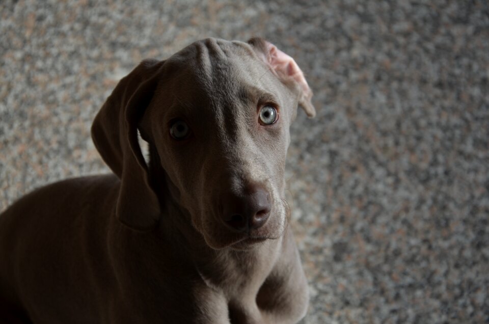Weimaraner eyes tenderness
