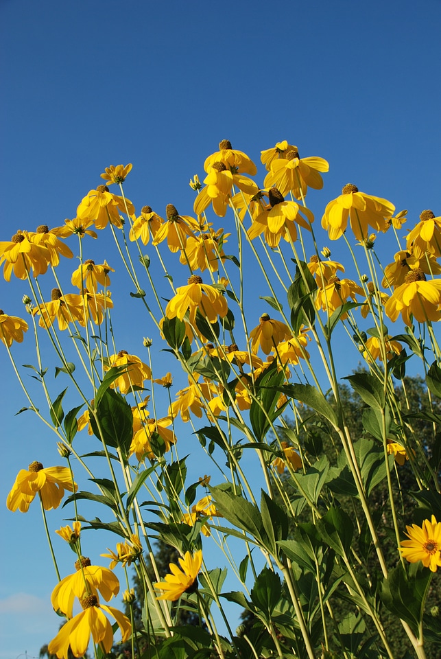 Leaf yellow floral