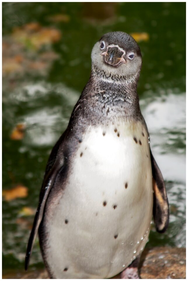Water bird penguin pool water