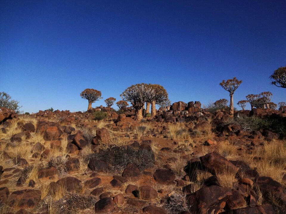 Nature african africa