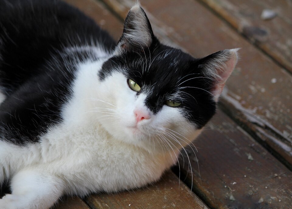 Black and white quadruped cat face