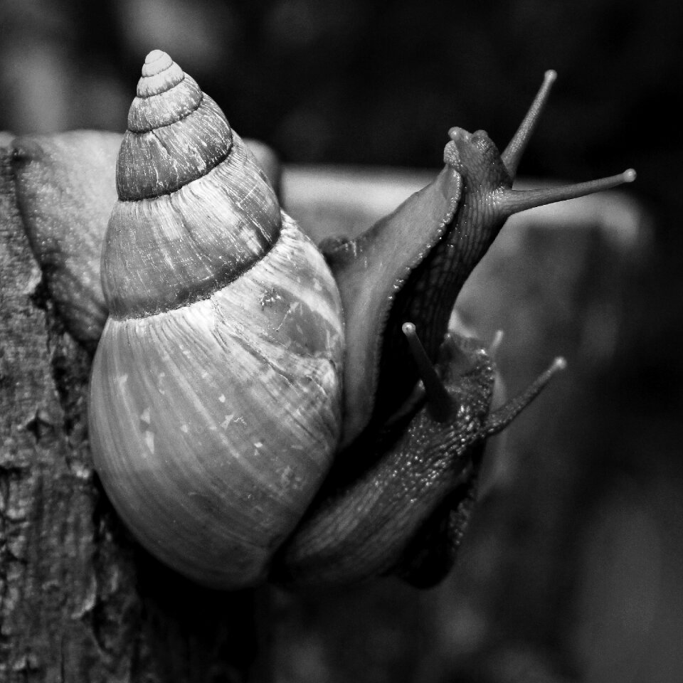 Slugs couple love
