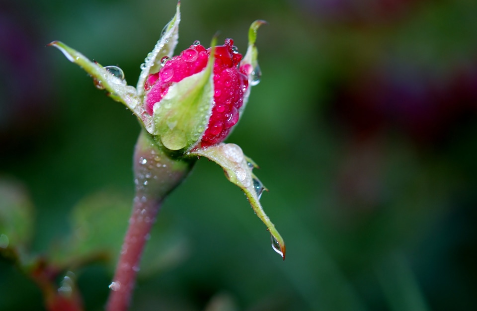 Flower nature macro