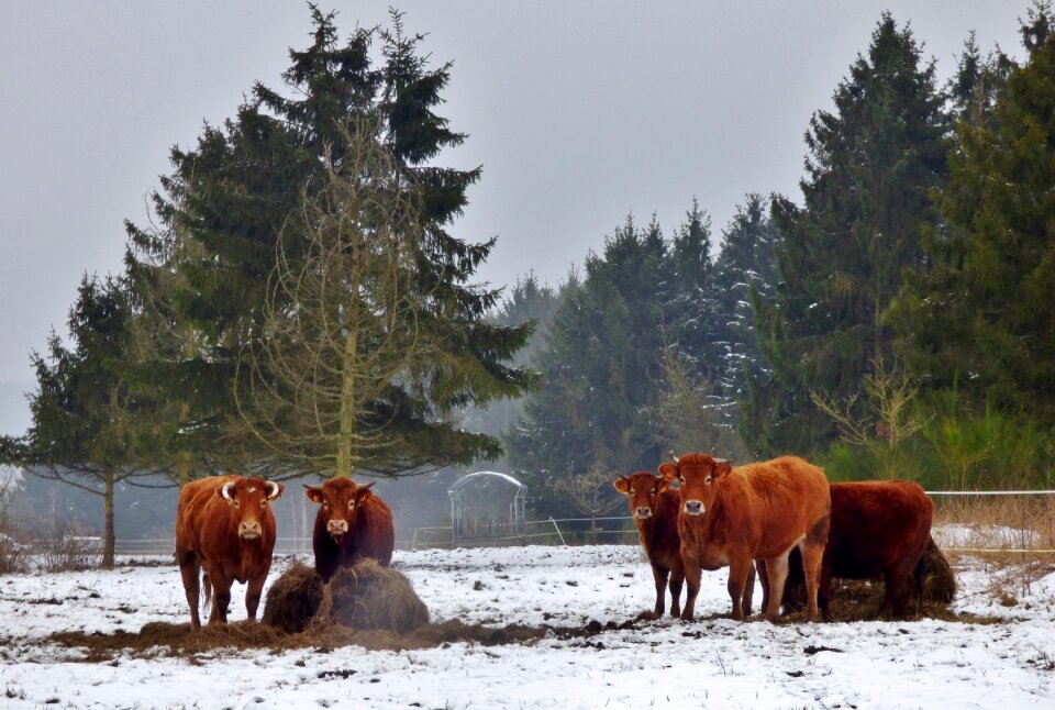 Trees snow cow