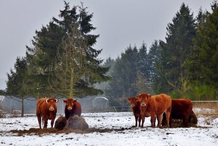 Trees snow cow photo