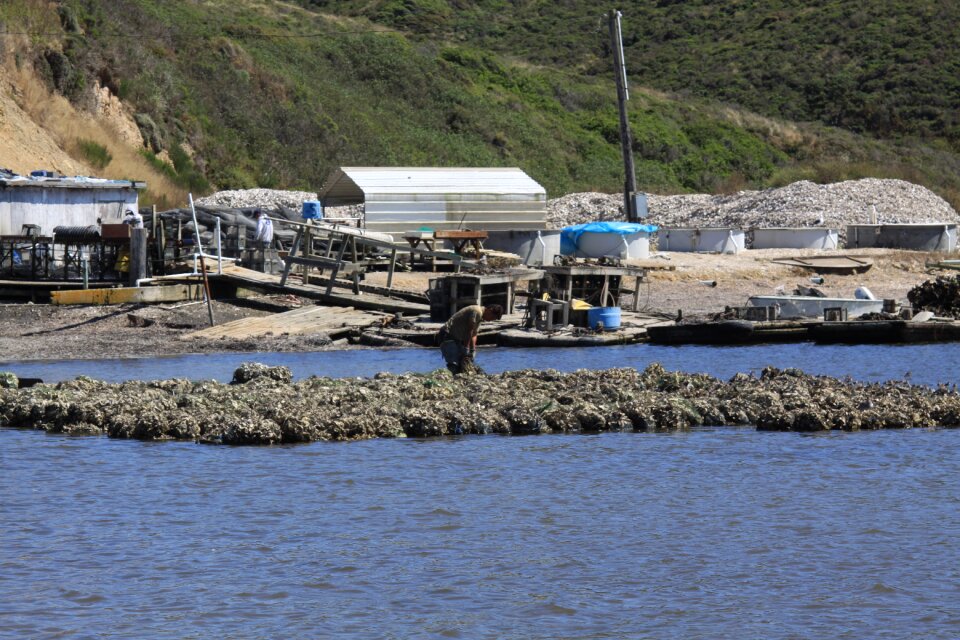 Farm ocean seafood