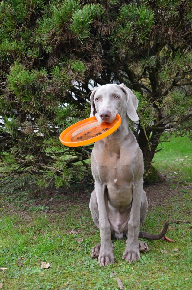 Weimaraner frisbee eyes
