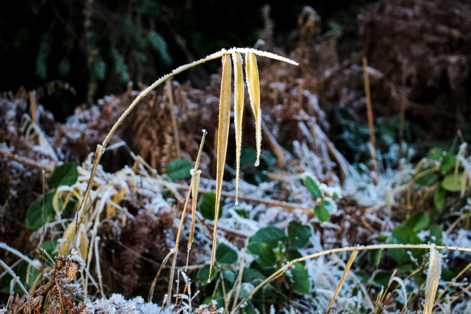 Outdoors winter forest