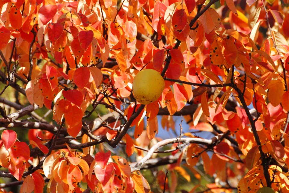 Chinese quince wood autumn