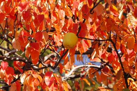 Chinese quince wood autumn