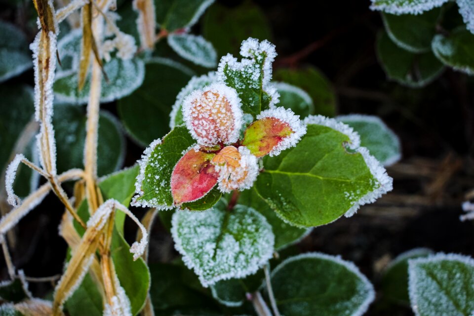 Winter seasonal outdoor