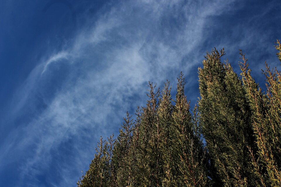 Field cypress nature