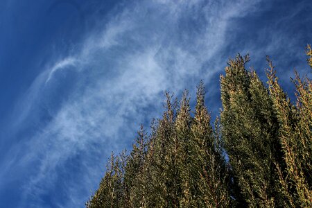 Field cypress nature photo