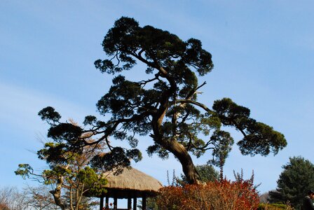 Pine wood sky