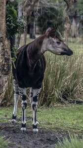 Safari wild nature