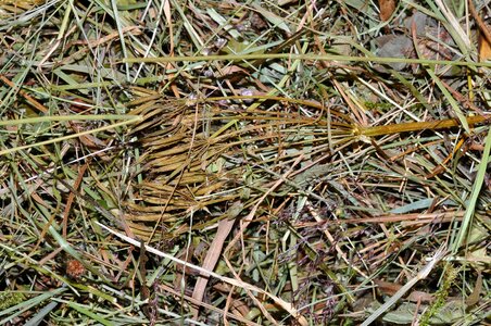 Alpine meadows pet food close up