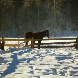 Winter prairies snow