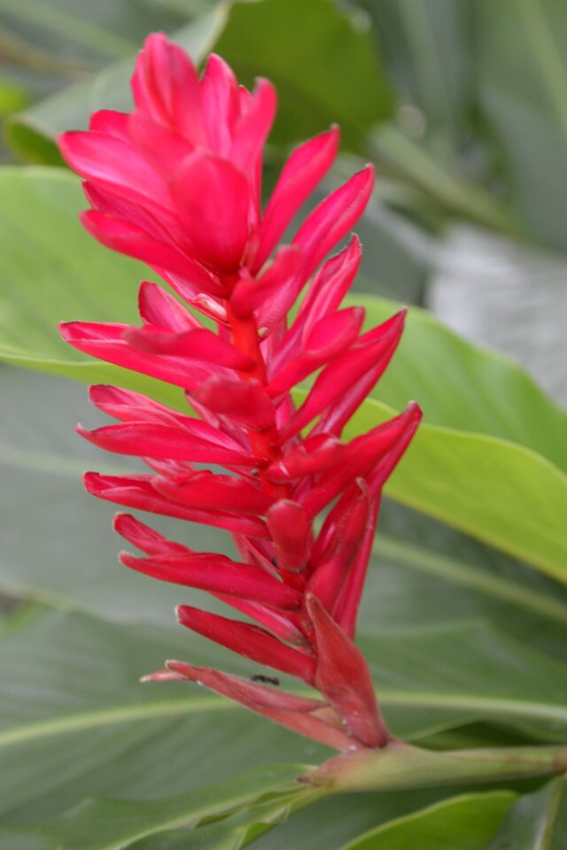 Exotic tropical