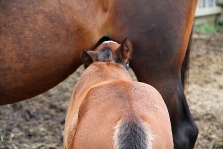 Mother young horse photo