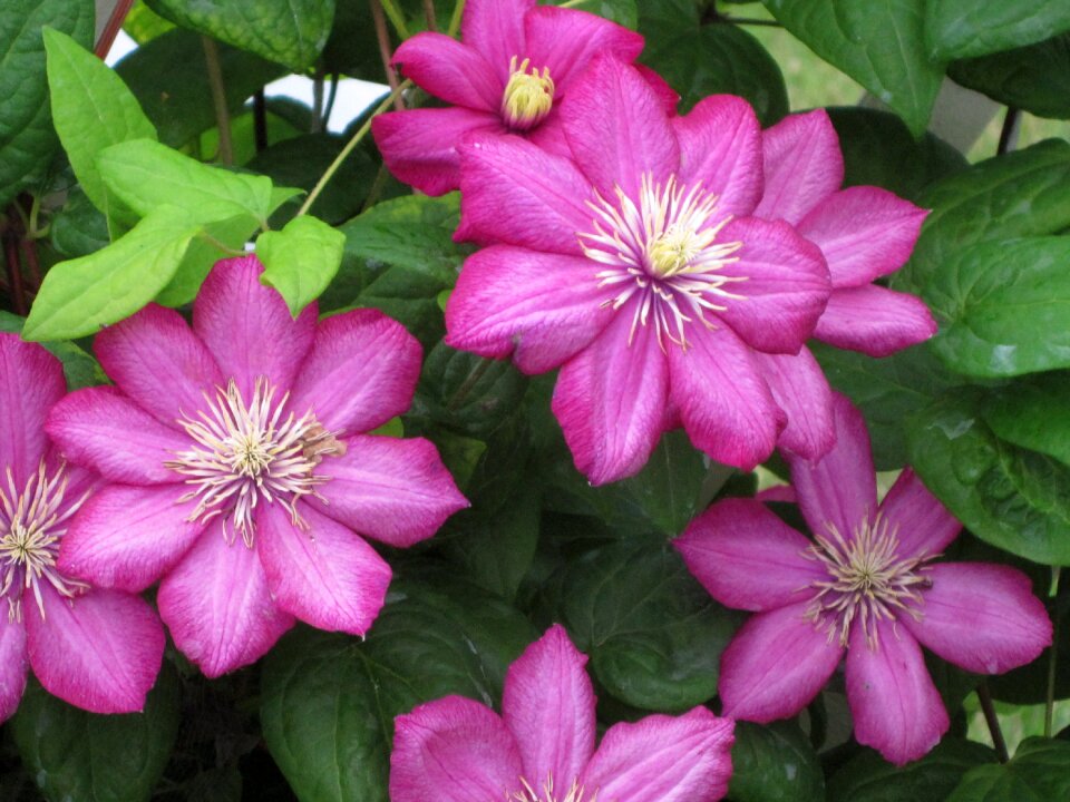 Floral garden summer
