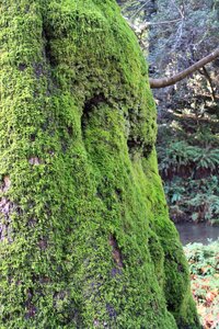 California forest nature