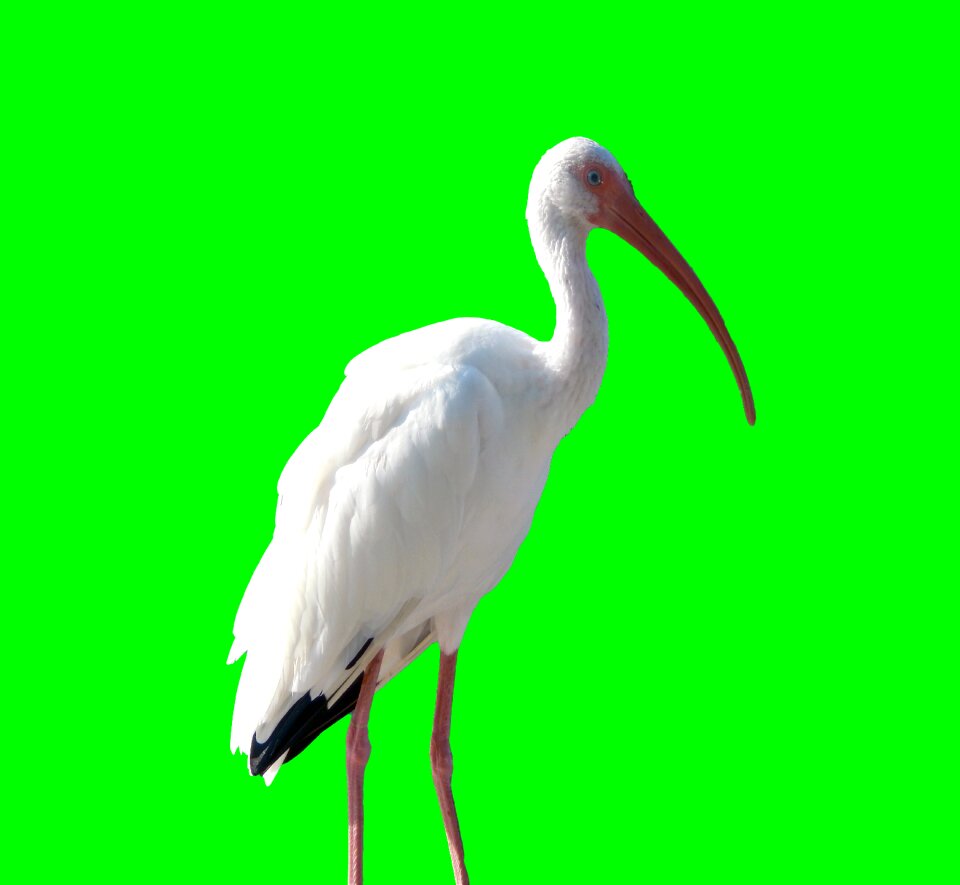 Nature wildlife white