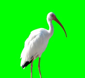 Nature wildlife white