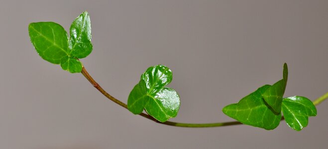 Close up climber plant leaves photo
