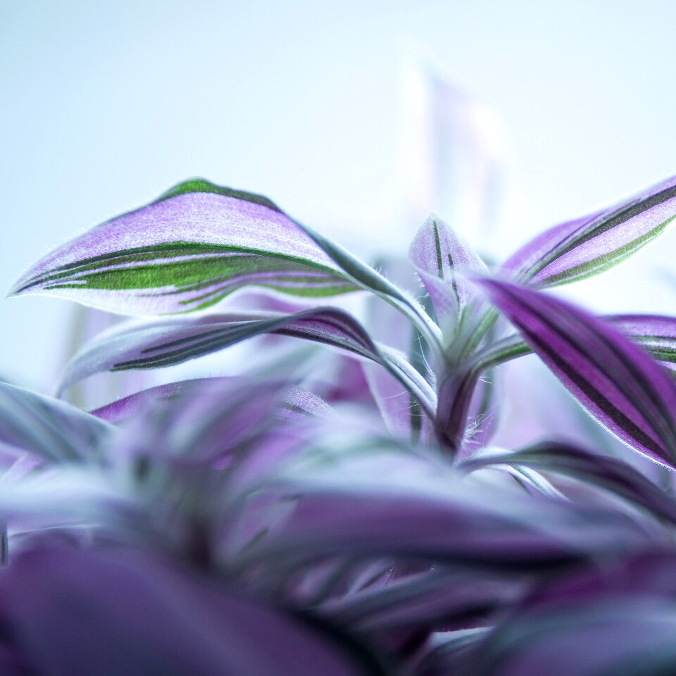 Purple flower leaves white flower