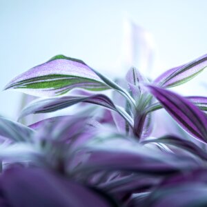 Purple flower leaves white flower photo