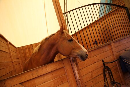 Stall barn animal photo