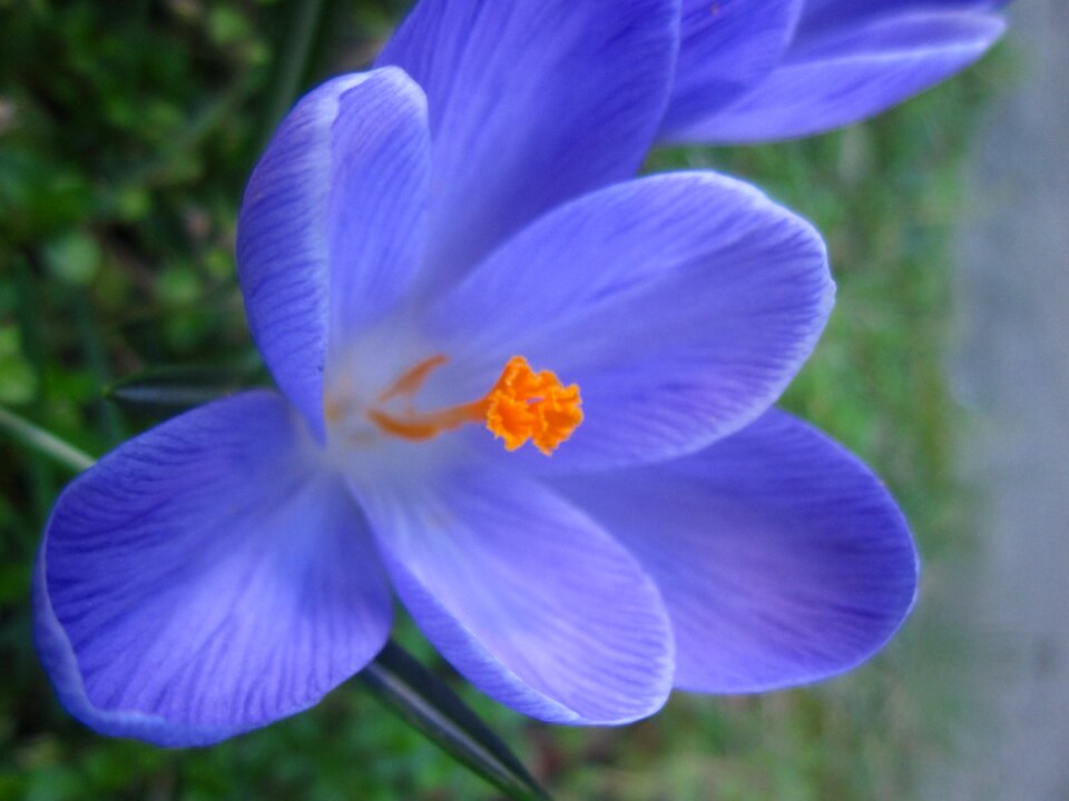 Spring nature