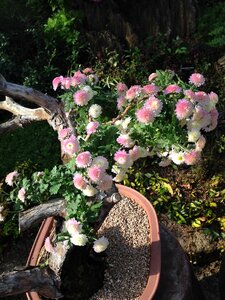 Bonsai potted plant flowers