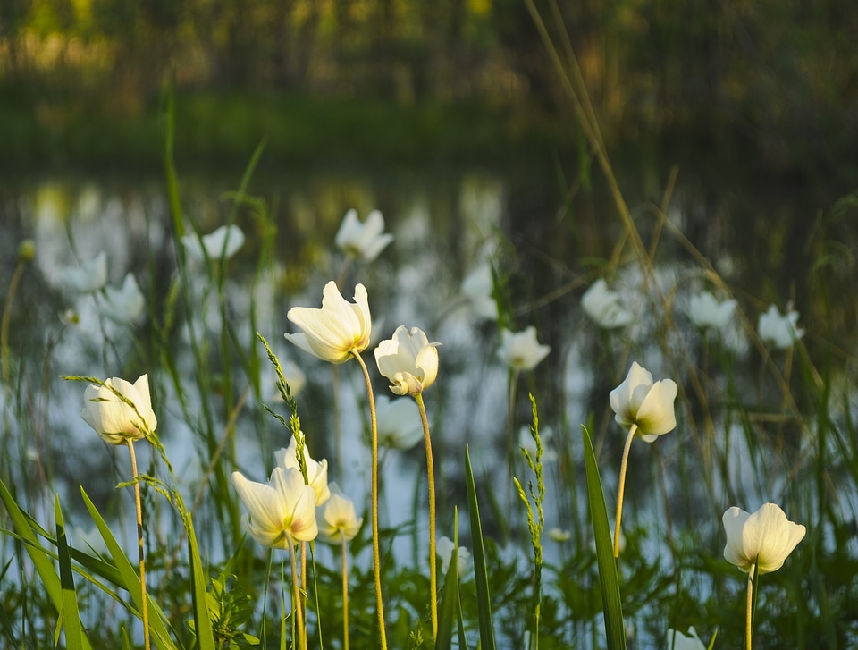 Blossom bloom petals