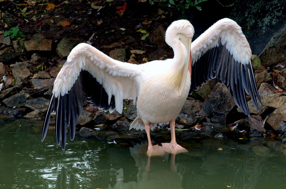 Wet dried wings