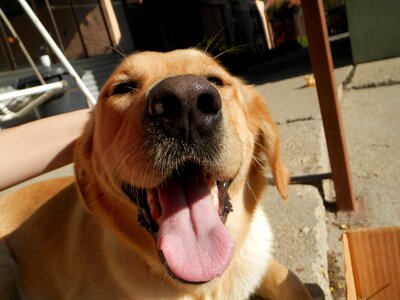 Pets language cute