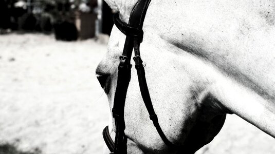 Competition horseback equine