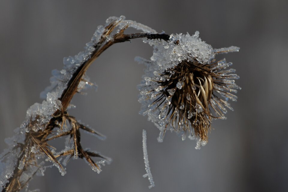 Winter frozen iced