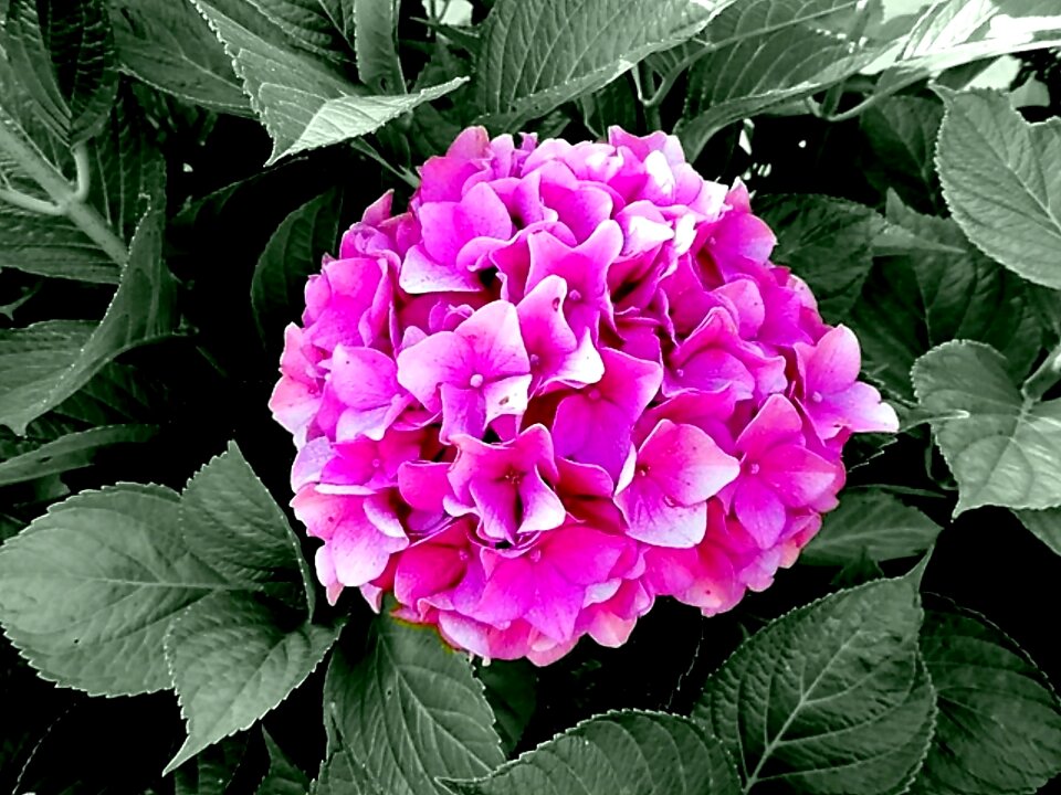 Hydrangea plants hydrangeaceae ornamental shrubs
