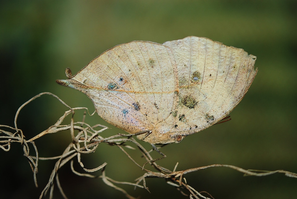 Nature fauna insect