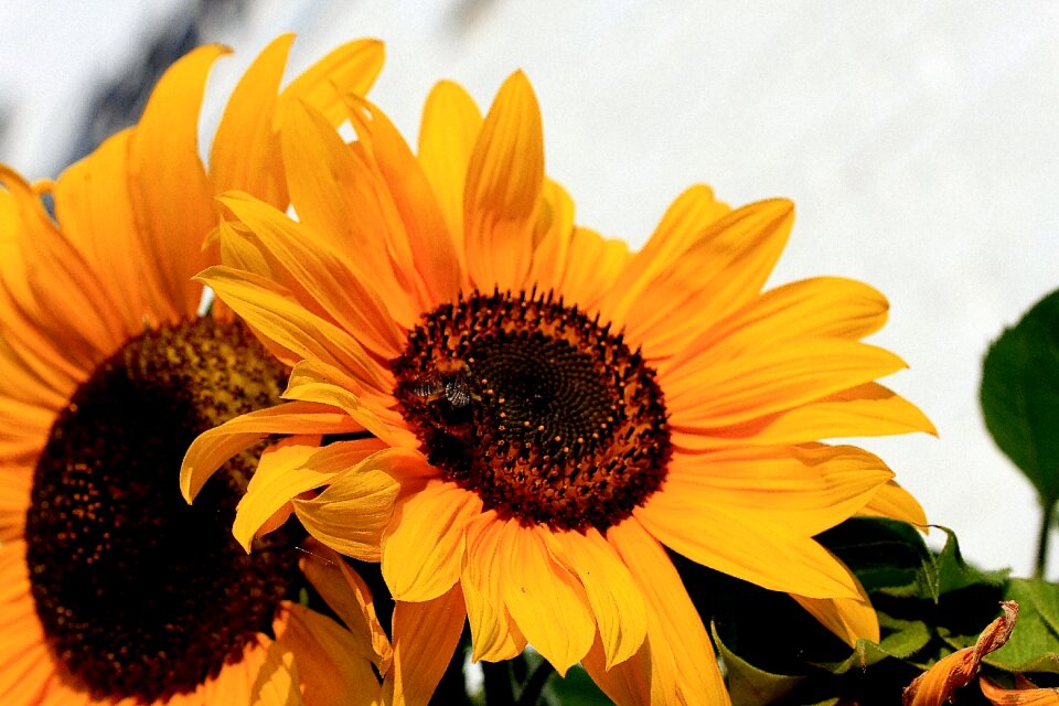Asteraceae flowers plant