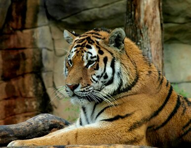 Tiger beast wild photo